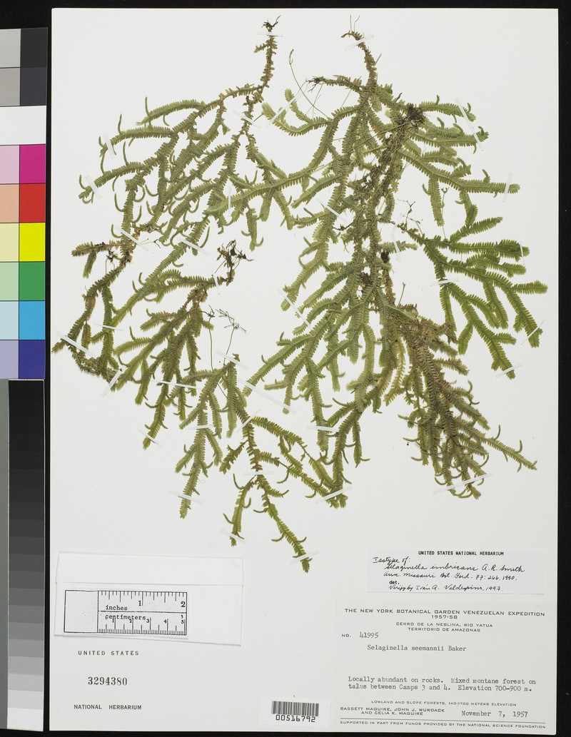 Selaginella imbricans