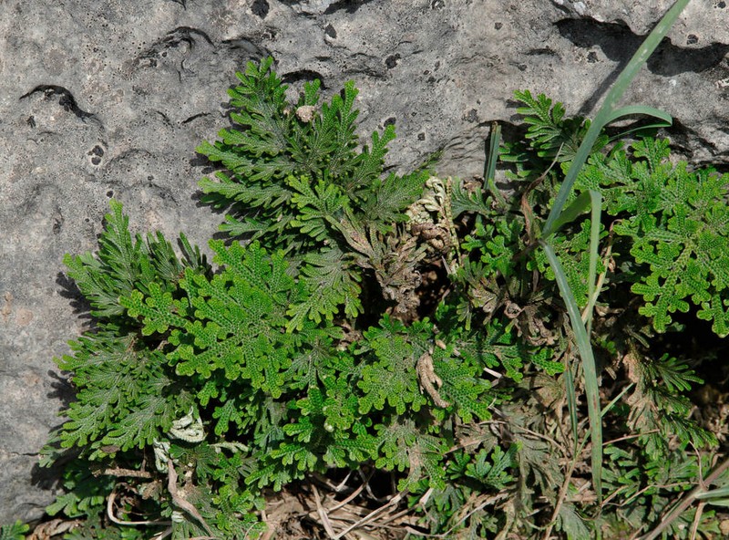 Selaginella imbricata