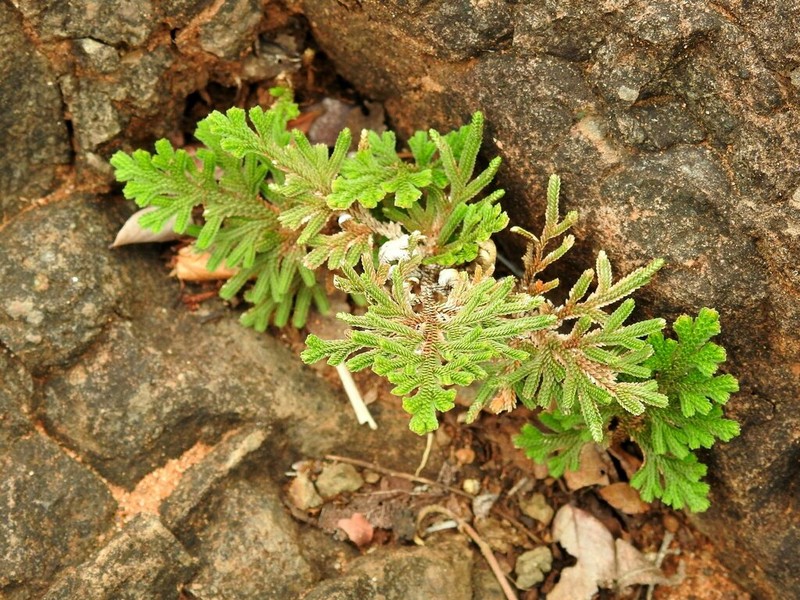 Selaginella imbricata photo 2