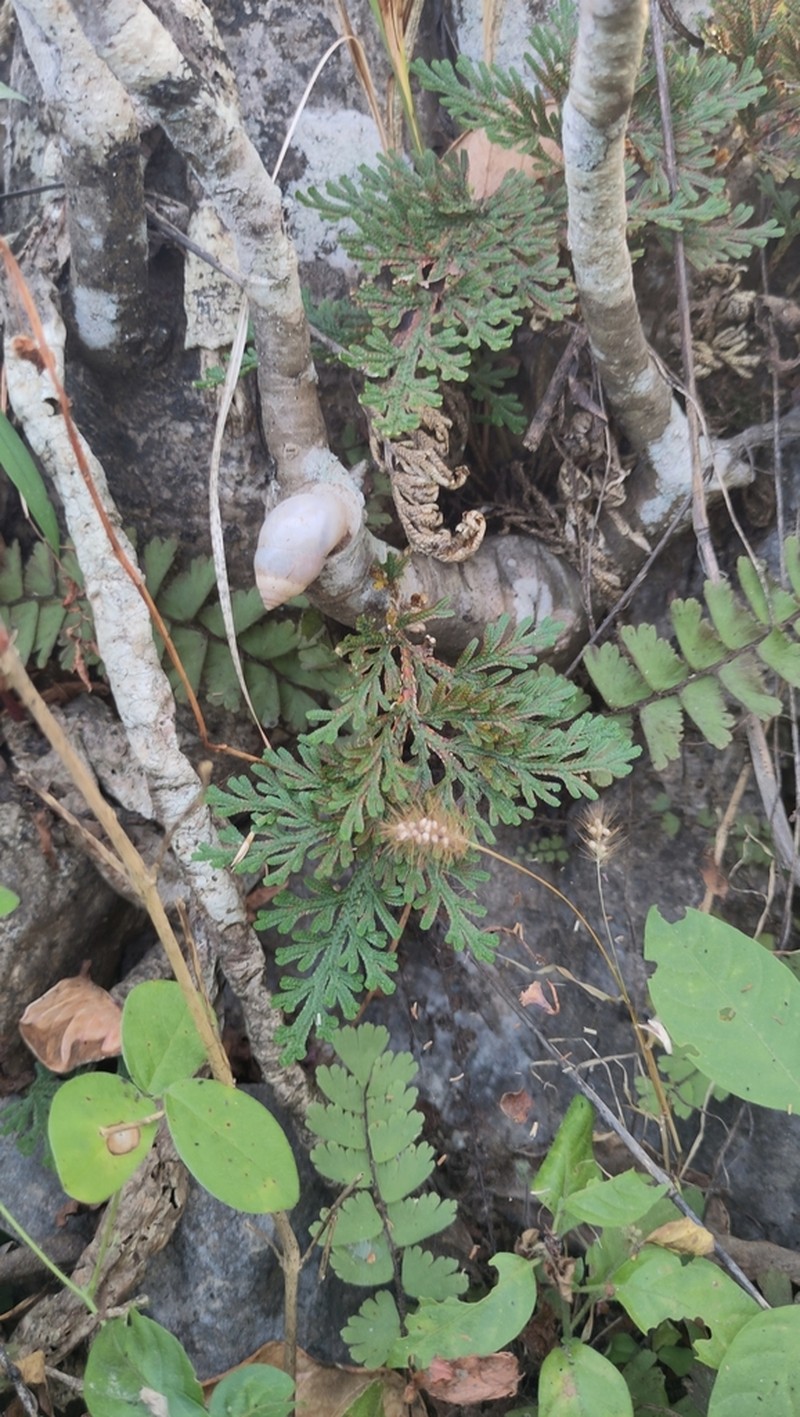 Selaginella imbricata photo 3