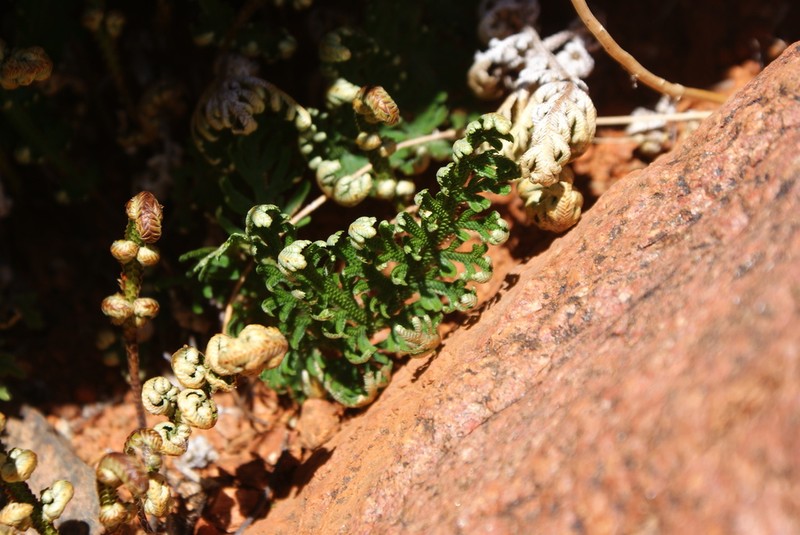 Selaginella imbricata photo 4