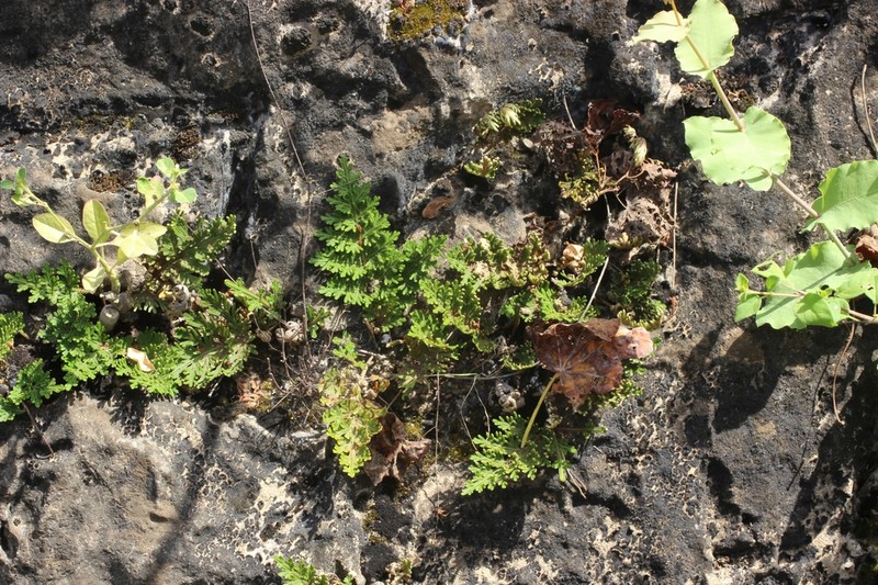 Selaginella imbricata photo 5