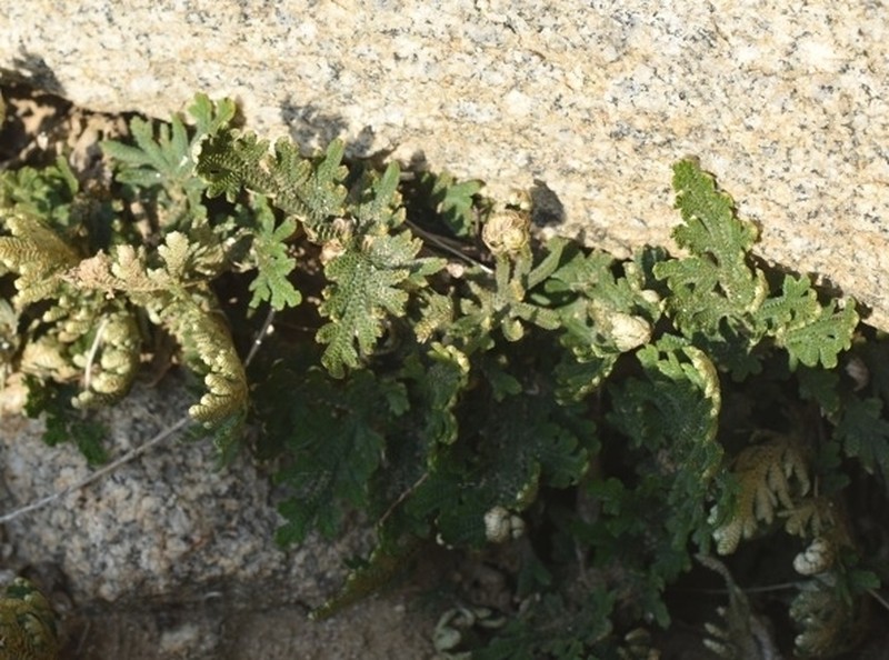 Selaginella imbricata photo 6