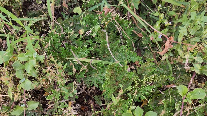 Selaginella imbricata photo 8