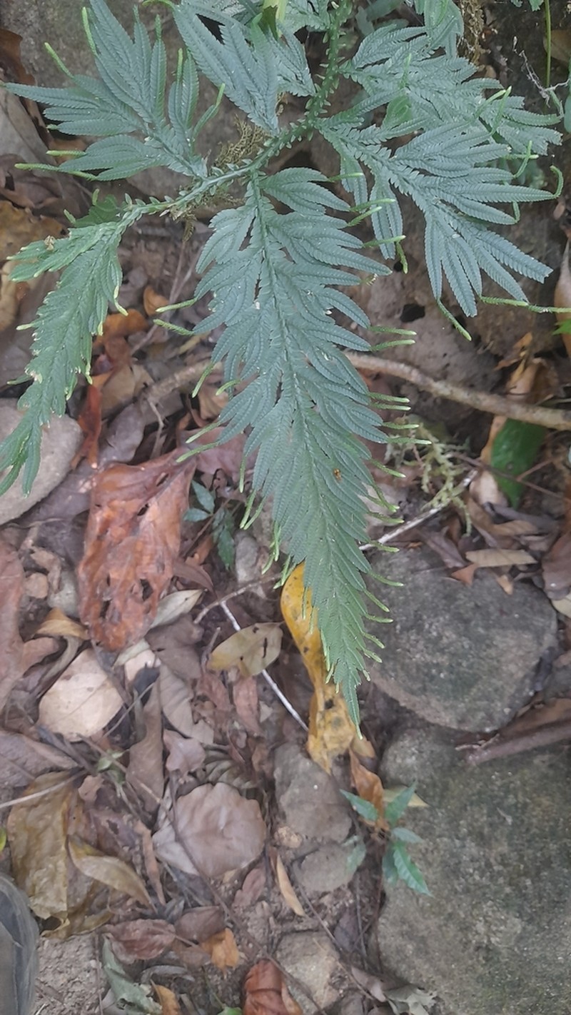 Selaginella inaequalifolia