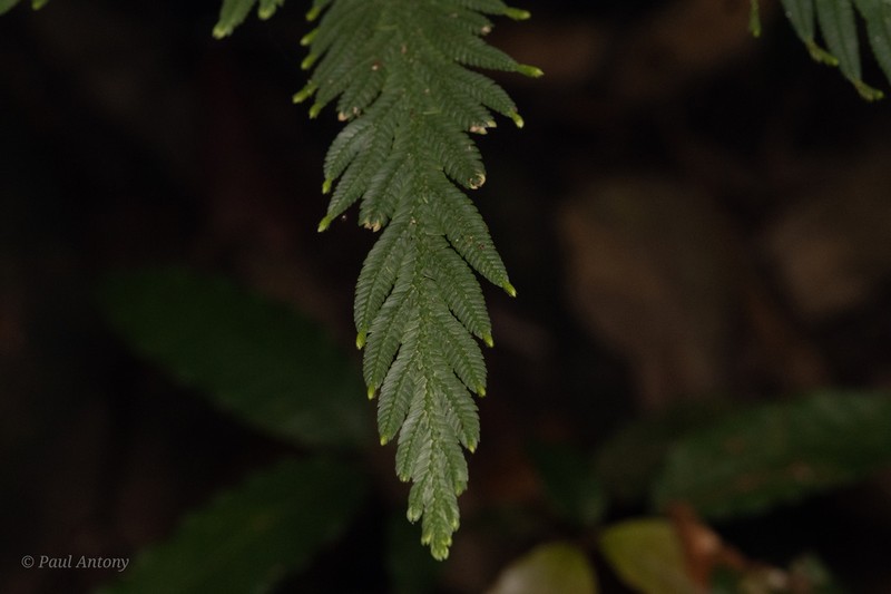 Selaginella inaequalifolia photo 2
