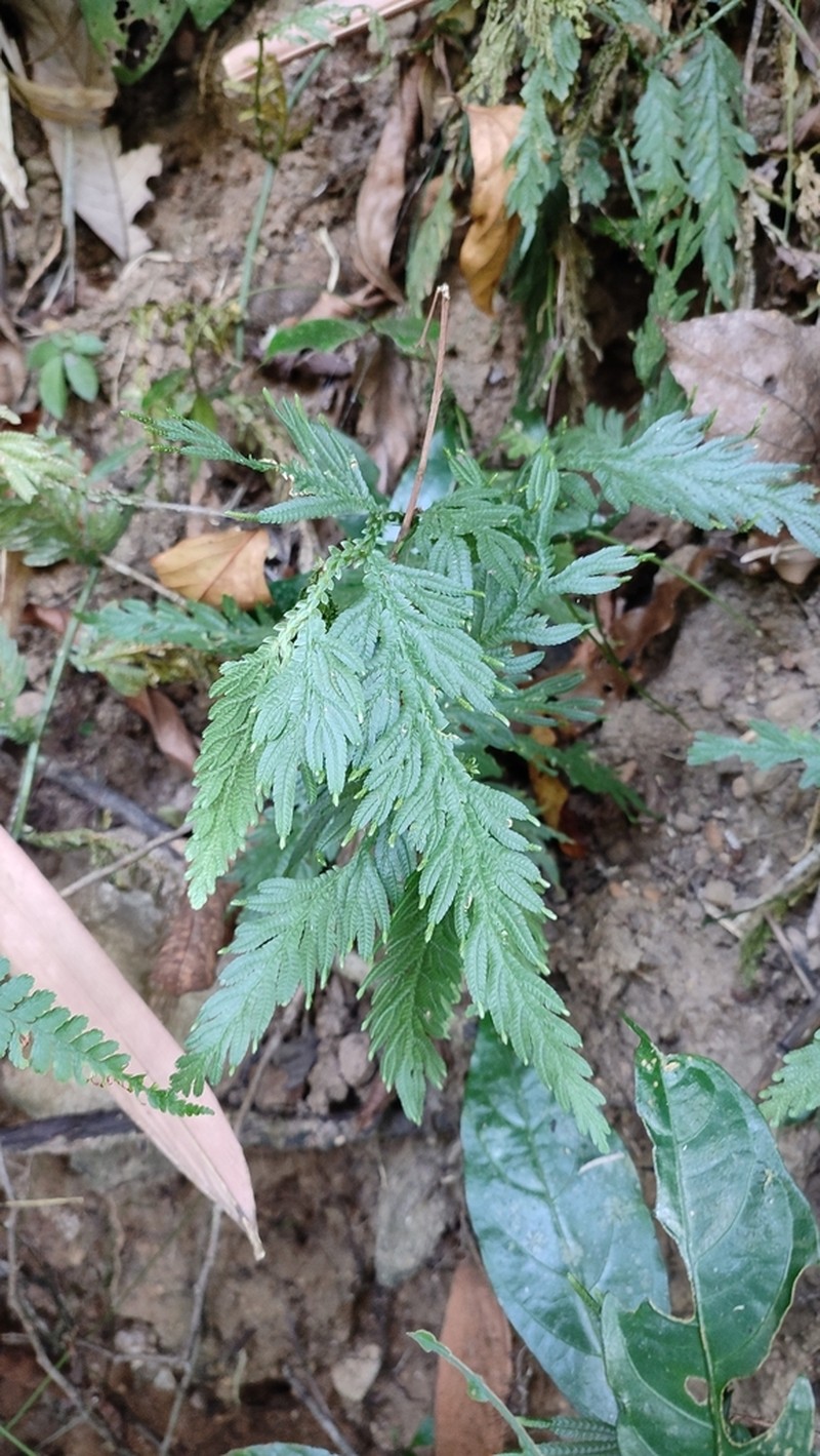 Selaginella inaequalifolia photo 3