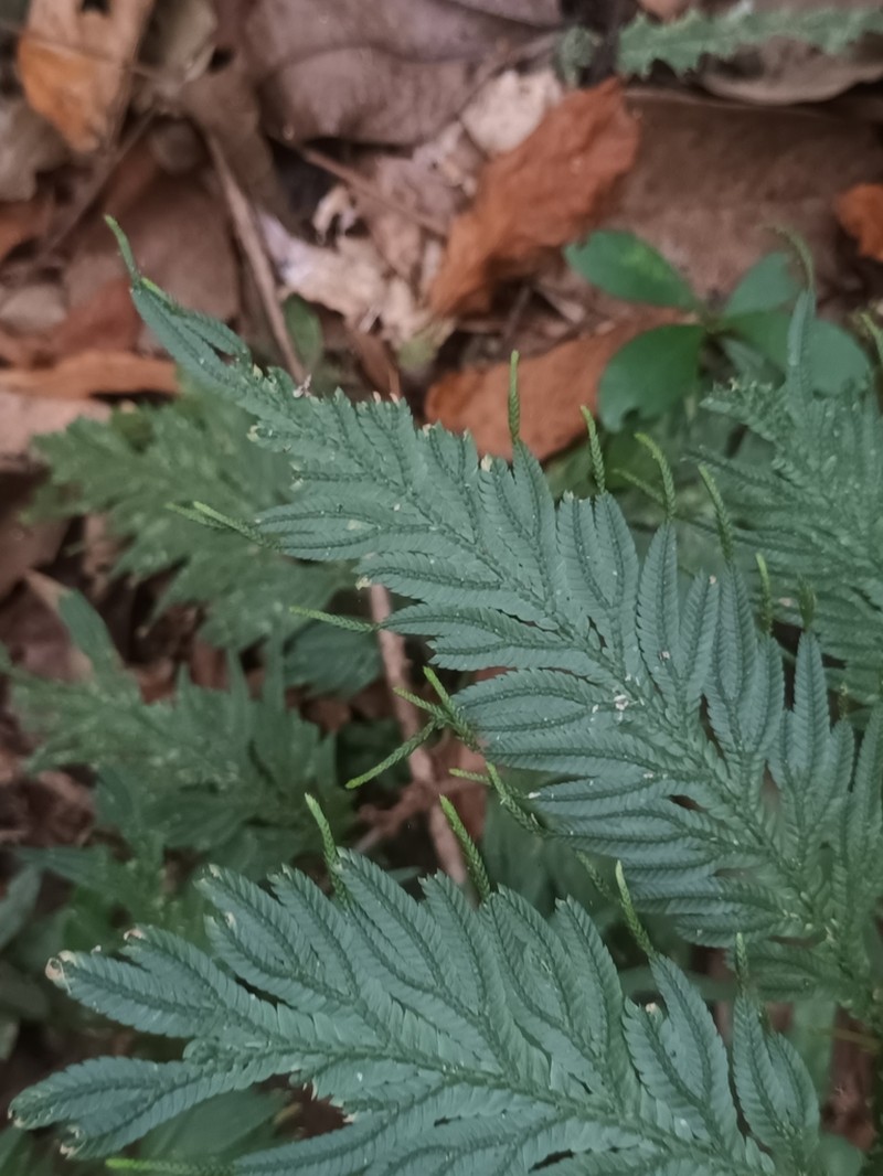 Selaginella inaequalifolia photo 4