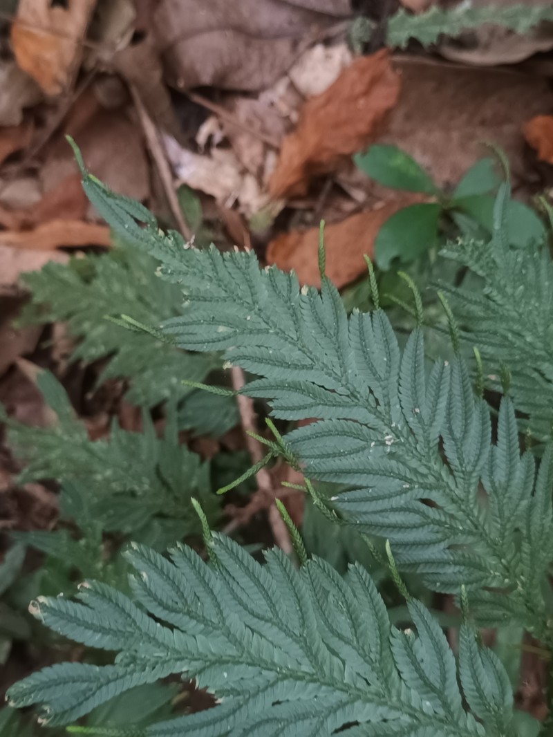 Selaginella inaequalifolia photo 5