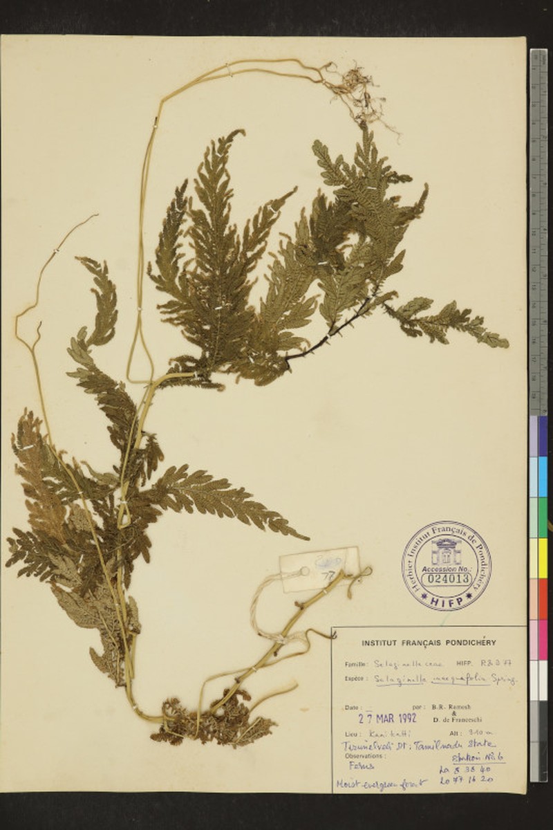 Selaginella inaequalifolia photo 6