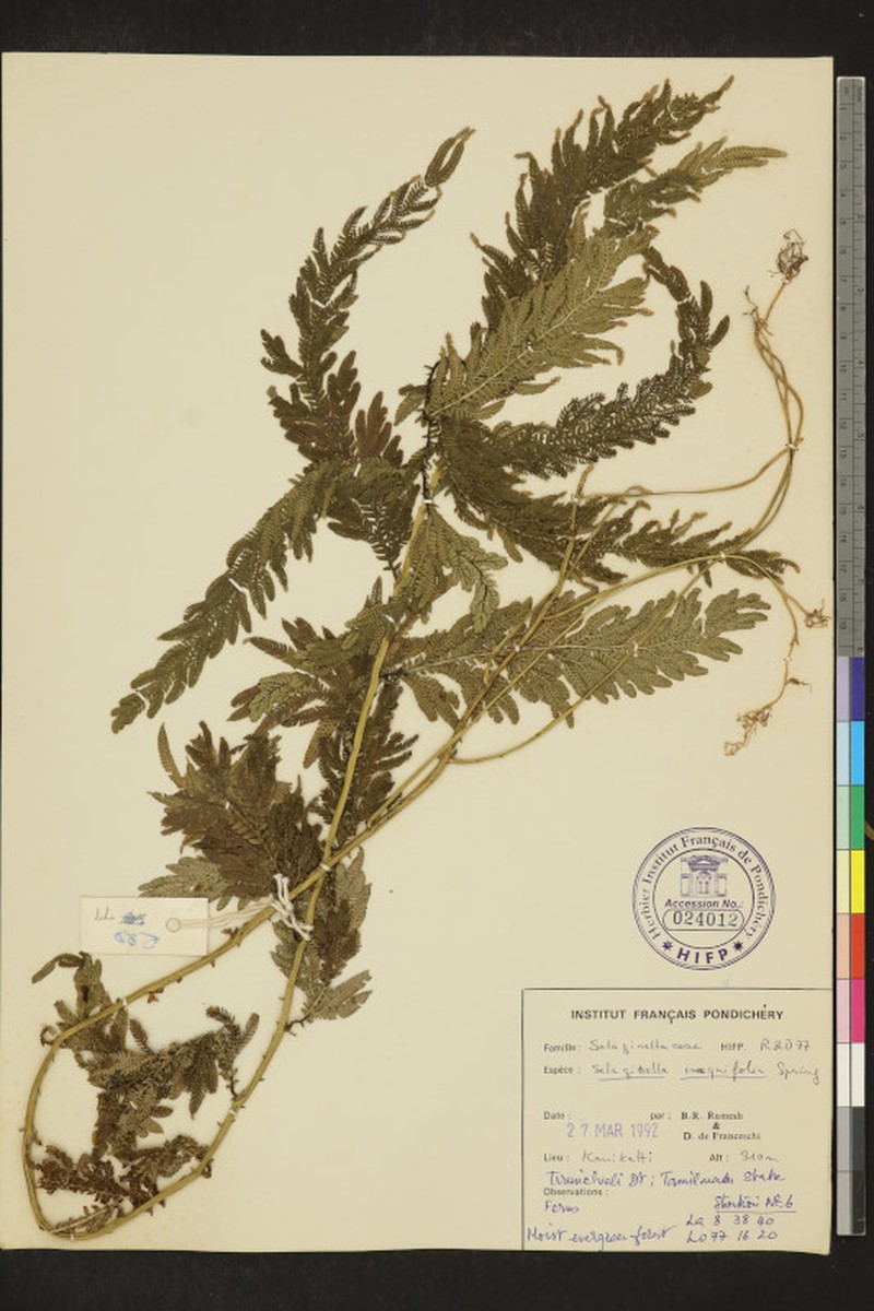 Selaginella inaequalifolia photo 7