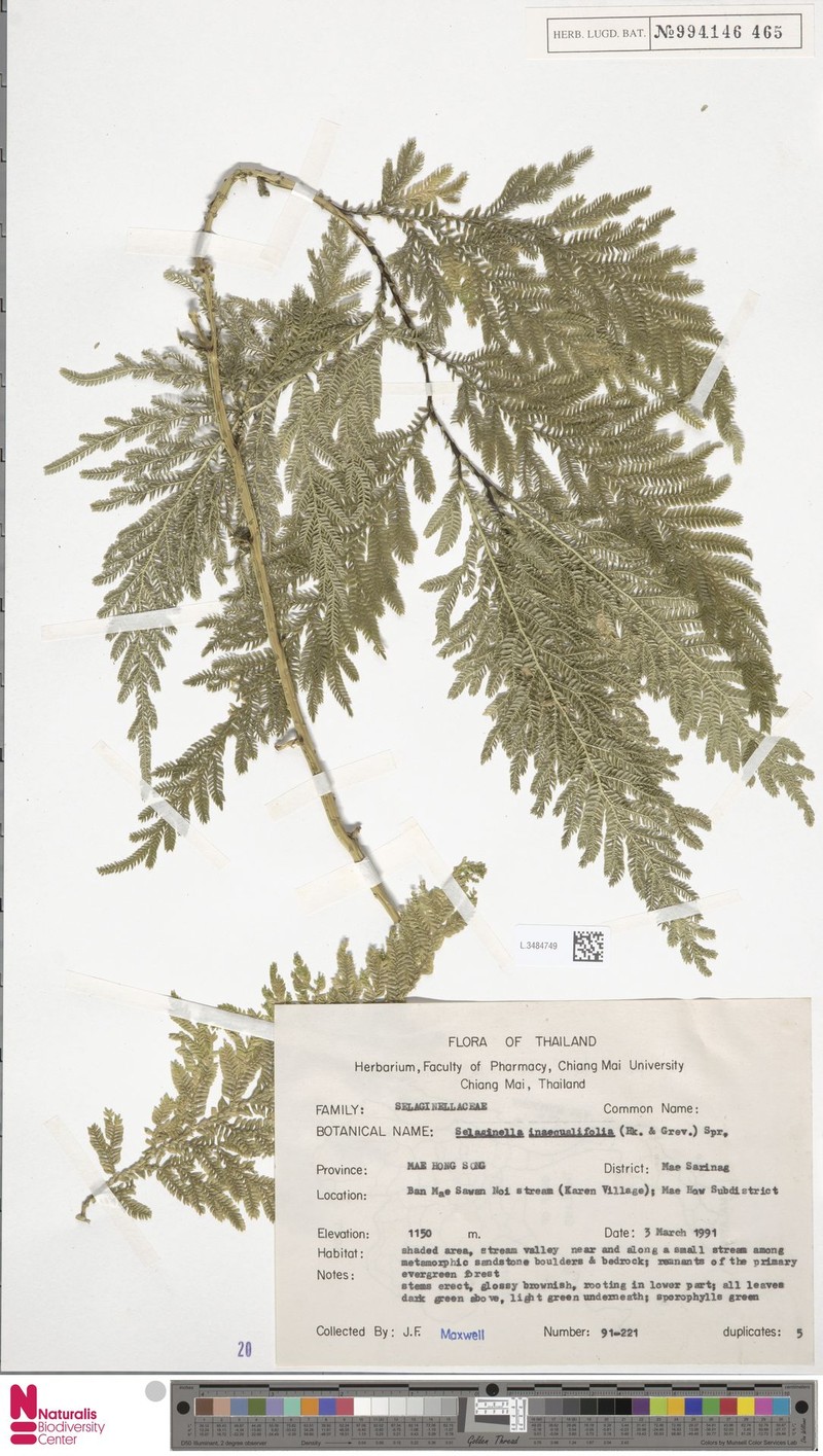 Selaginella inaequalifolia photo 8