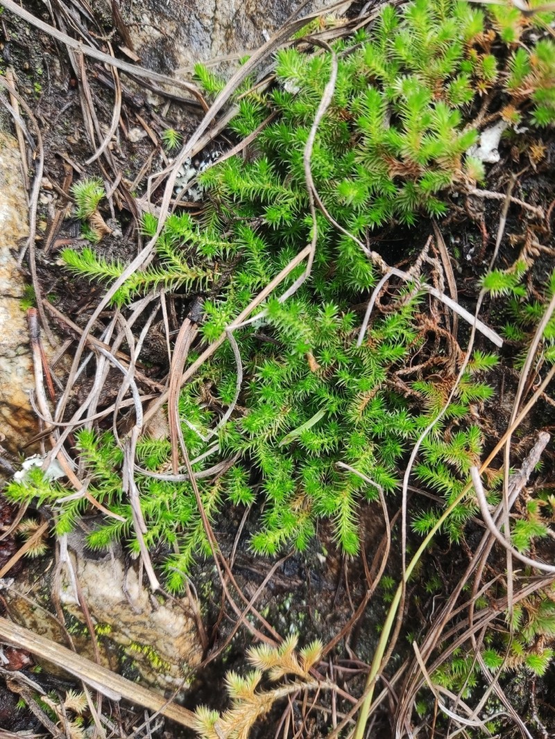 Selaginella indica