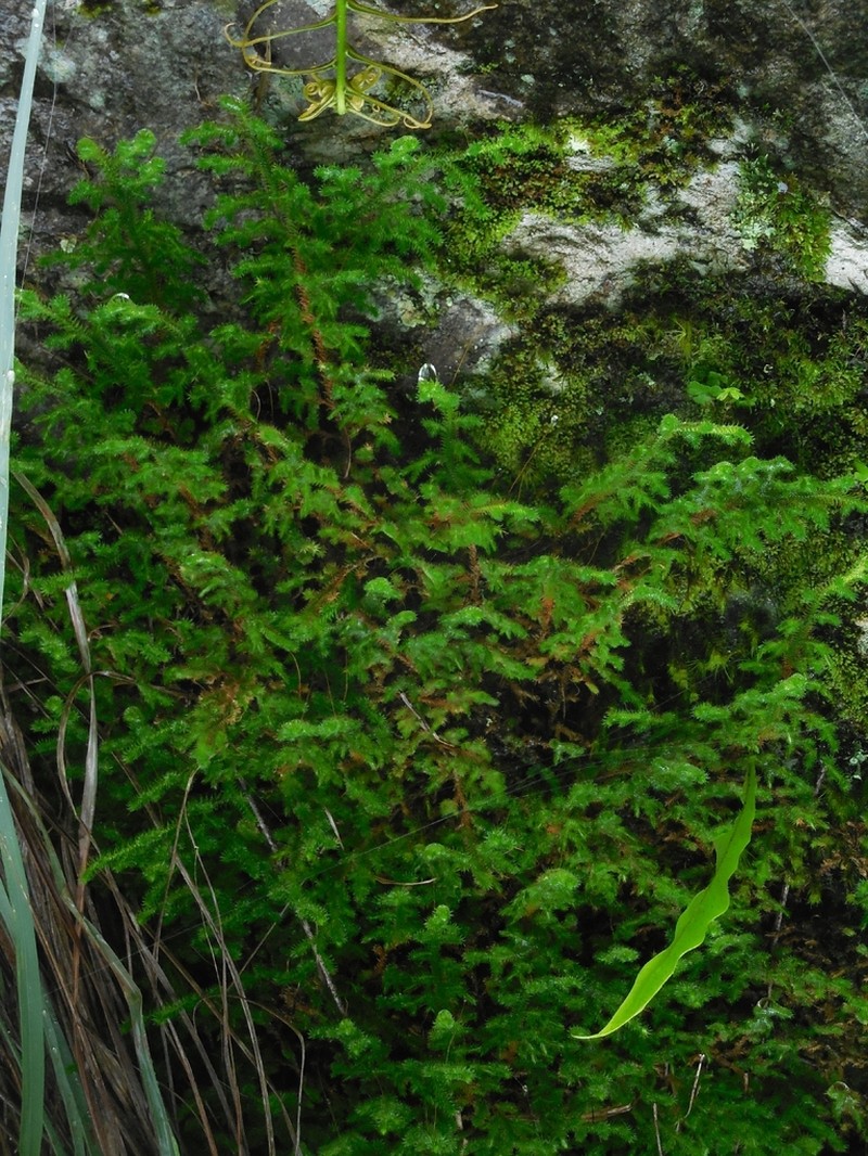 Selaginella indica photo 2