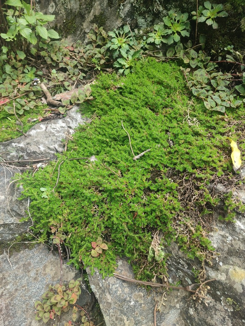 Selaginella indica photo 3