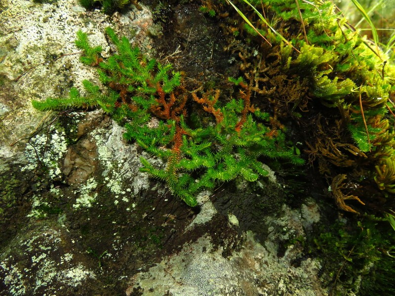 Selaginella indica photo 4