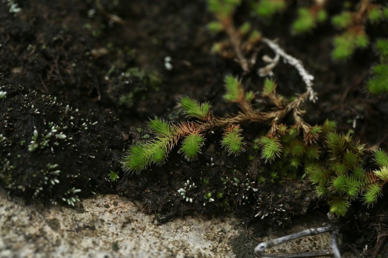Selaginella indica photo 5