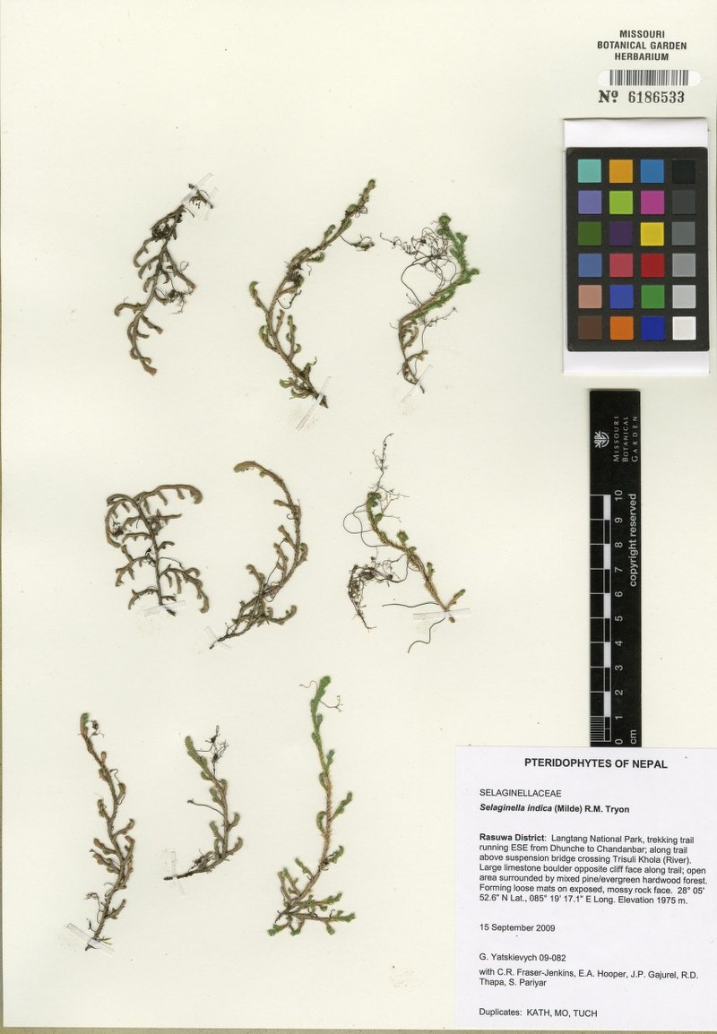 Selaginella indica photo 6