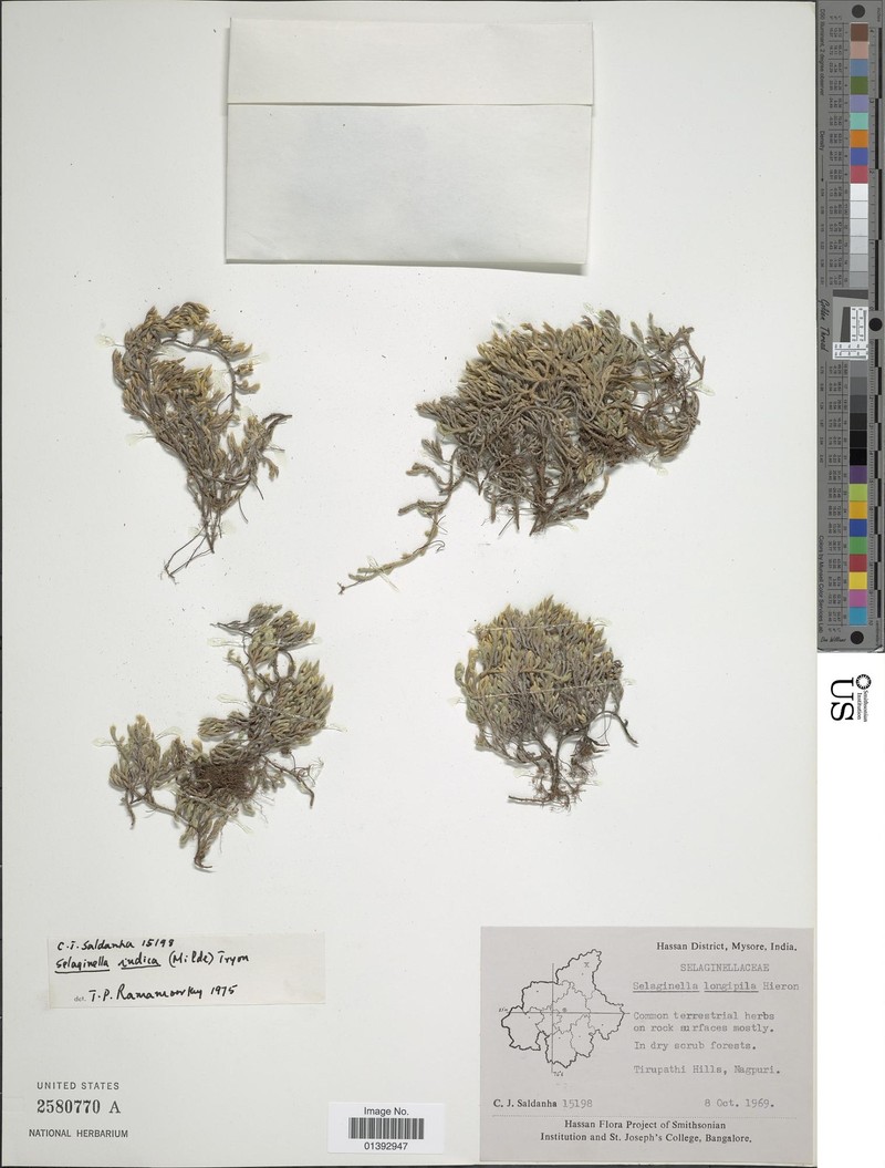 Selaginella indica photo 7