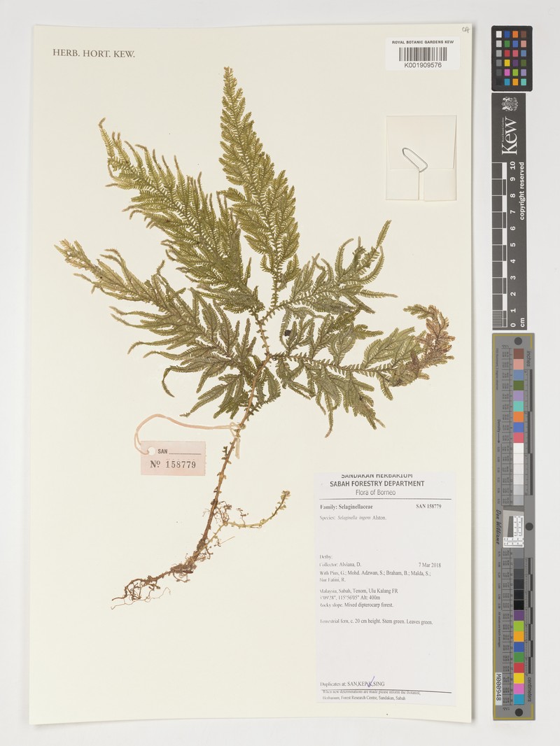 Selaginella ingens