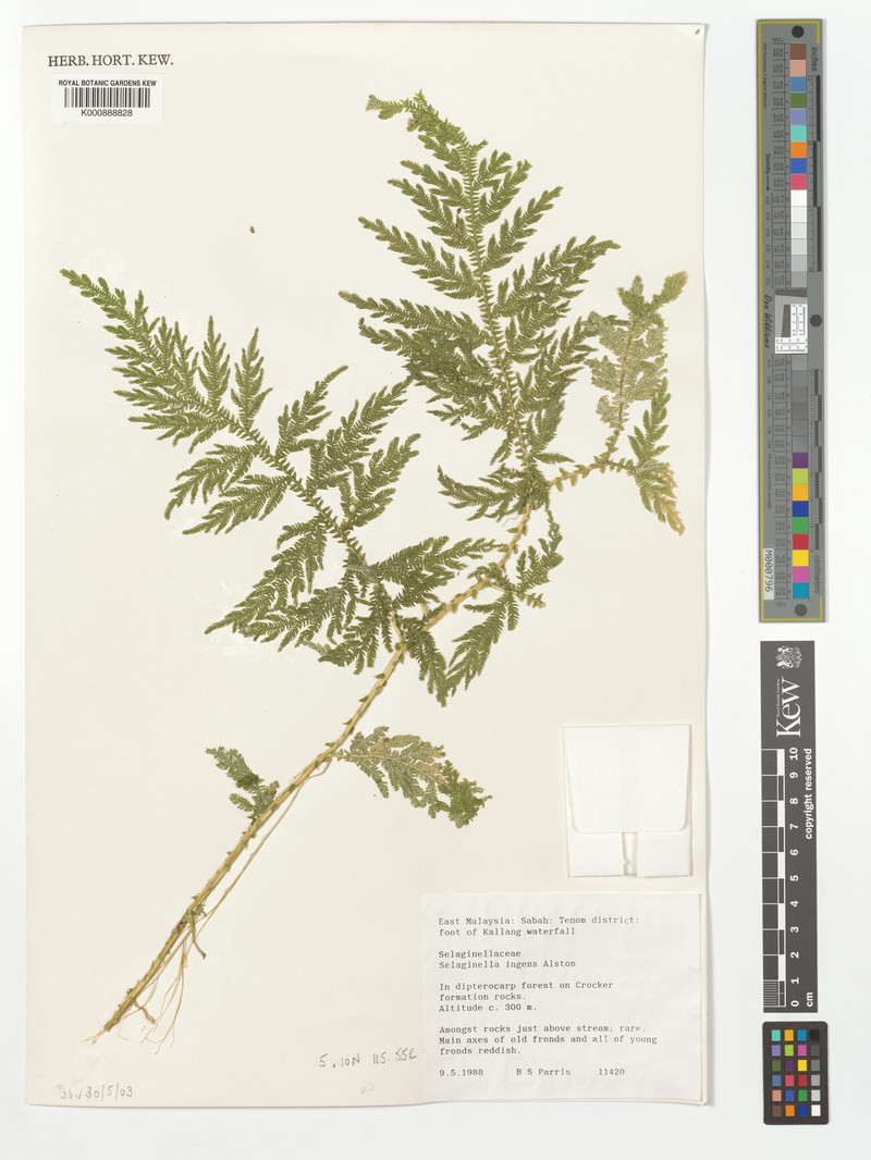 Selaginella ingens photo 2