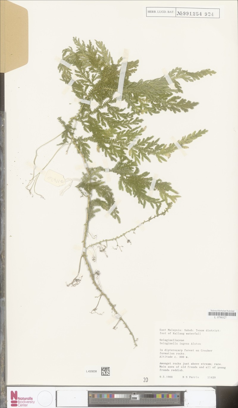 Selaginella ingens photo 3