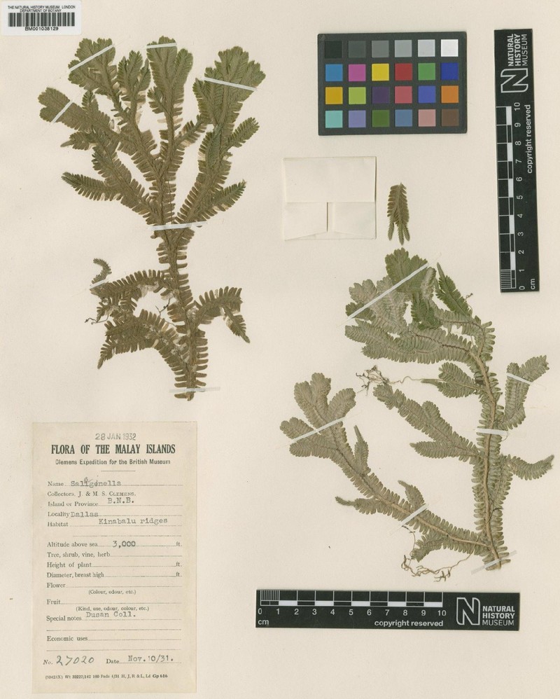Selaginella ingens photo 4
