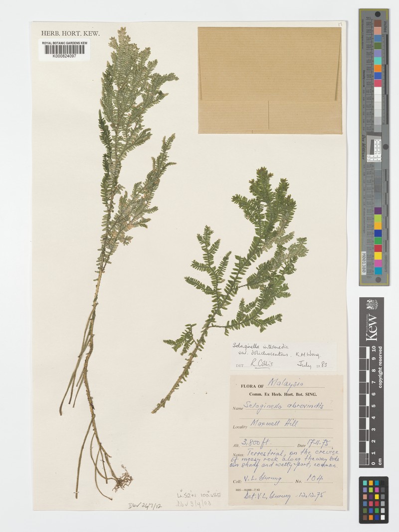 Selaginella intermedia var. dolichocentrus