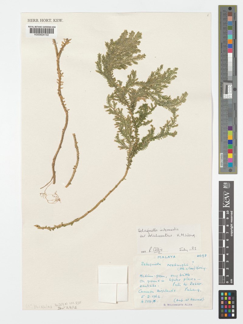 Selaginella intermedia var. dolichocentrus photo 2