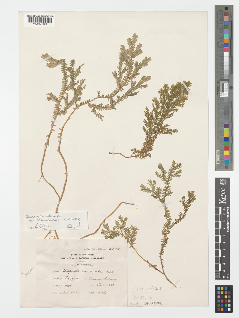 Selaginella intermedia var. dolichocentrus photo 3