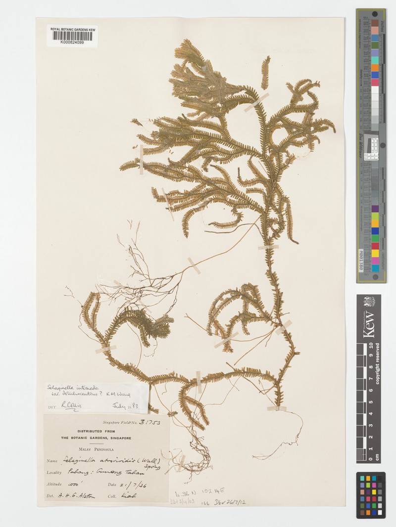 Selaginella intermedia var. dolichocentrus photo 4