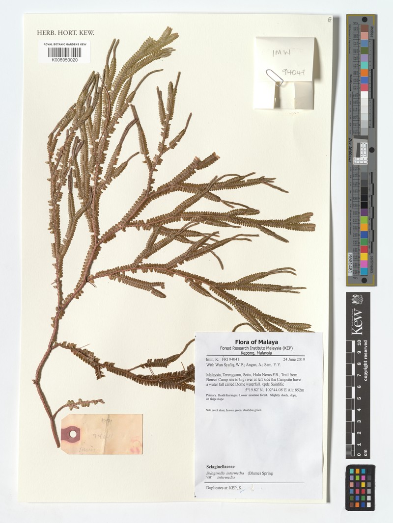 Selaginella intermedia var. intermedia