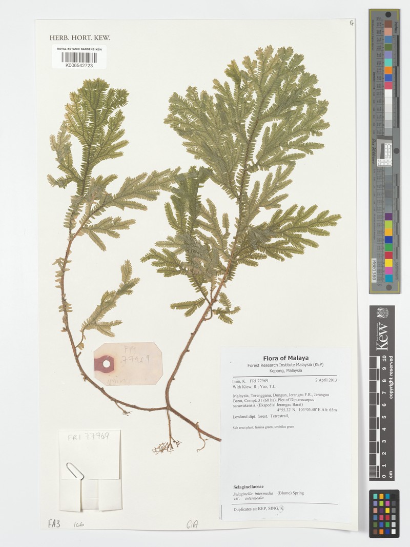 Selaginella intermedia var. intermedia photo 2