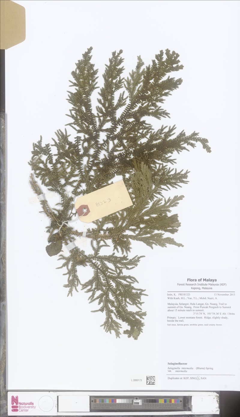 Selaginella intermedia var. intermedia photo 3