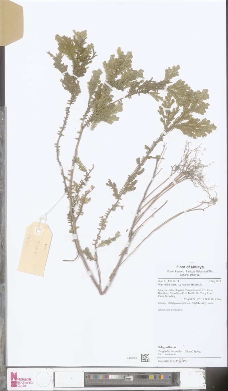 Selaginella intermedia var. intermedia photo 4