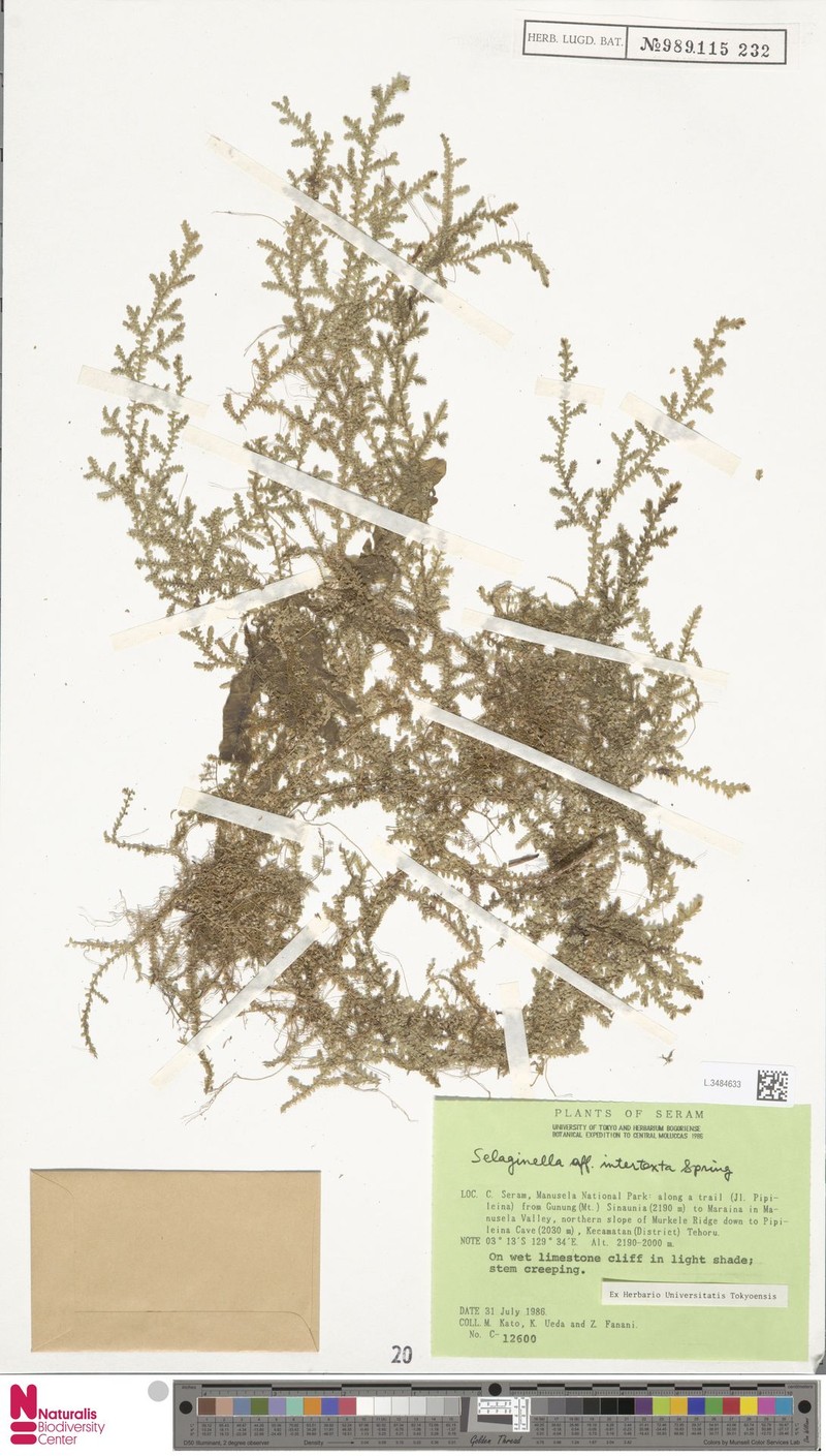 Selaginella intertexta