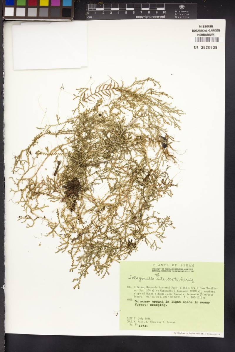 Selaginella intertexta photo 2