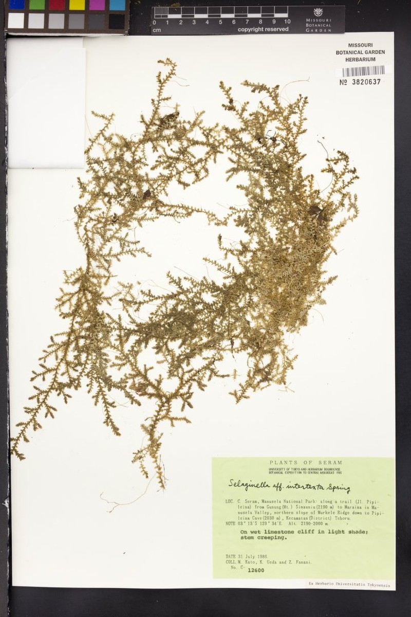 Selaginella intertexta photo 3