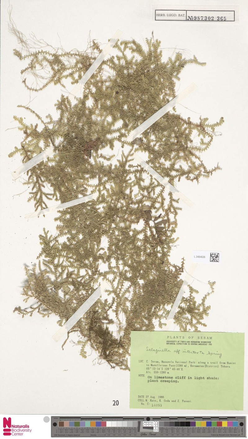 Selaginella intertexta photo 4