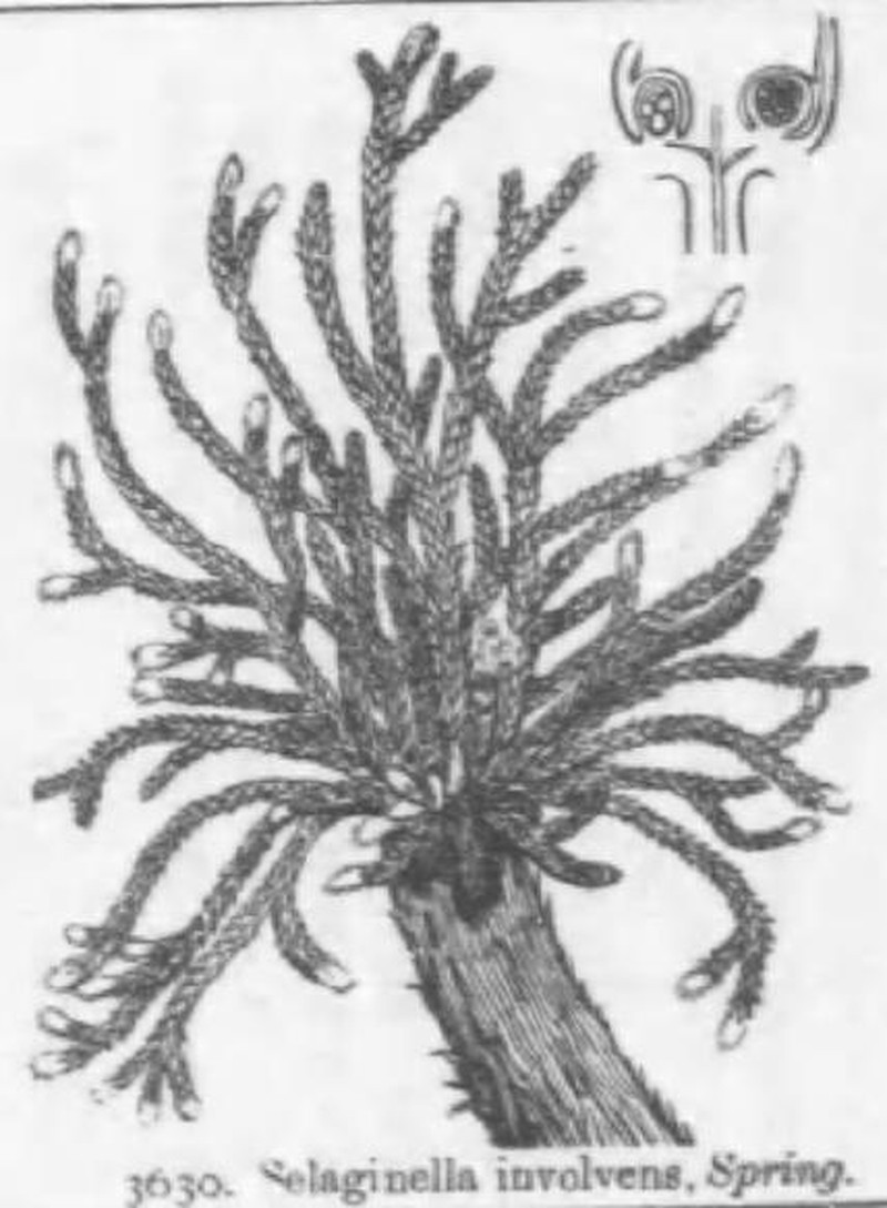 Medicinal Spikemoss photo 3