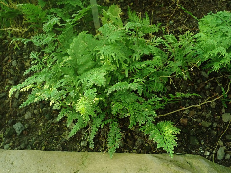 Medicinal Spikemoss photo 4