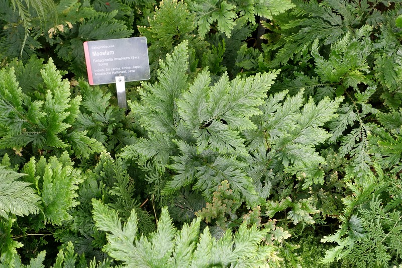 Medicinal Spikemoss photo 2