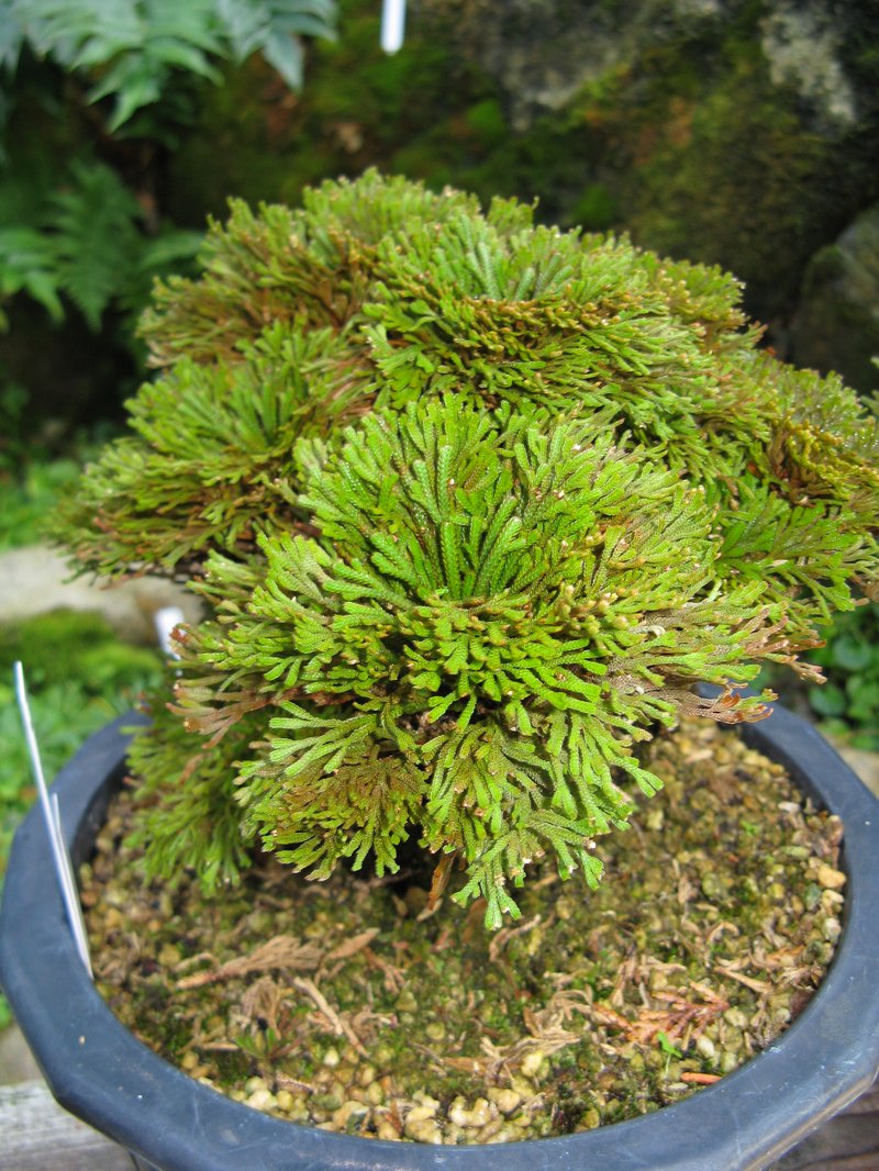 Medicinal Spikemoss photo 5