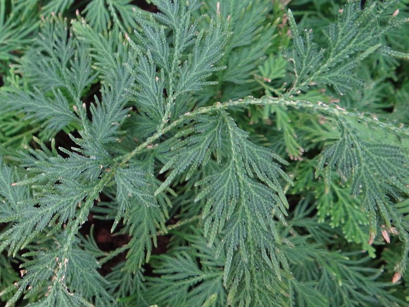 Medicinal Spikemoss photo 6