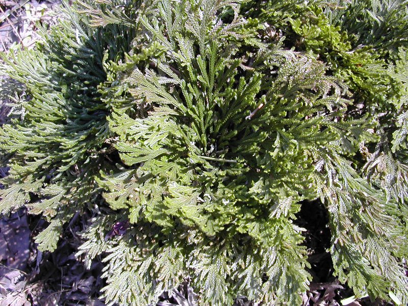 Medicinal Spikemoss photo 7