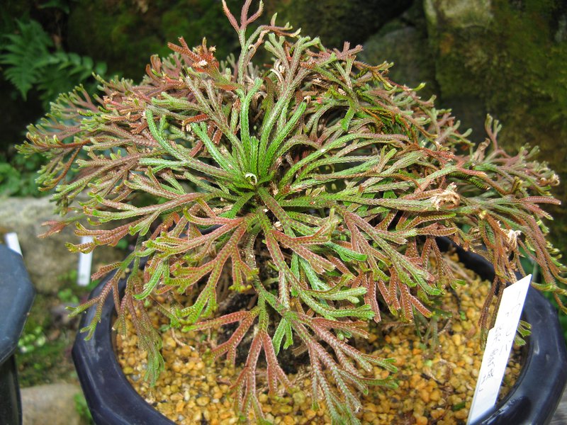 Medicinal Spikemoss photo 8