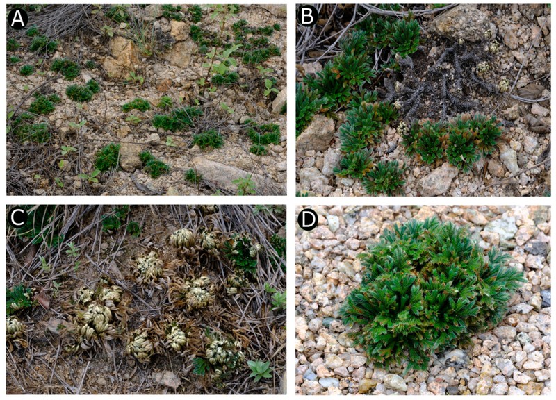 Selaginella iridescens