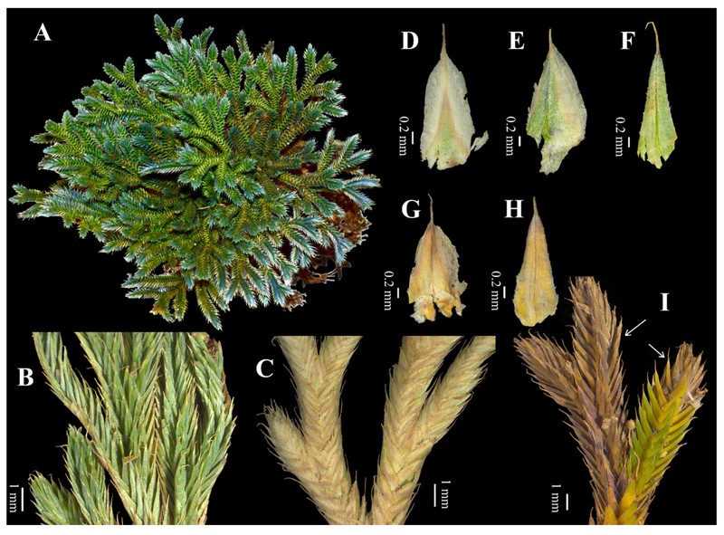 Selaginella iridescens photo 2