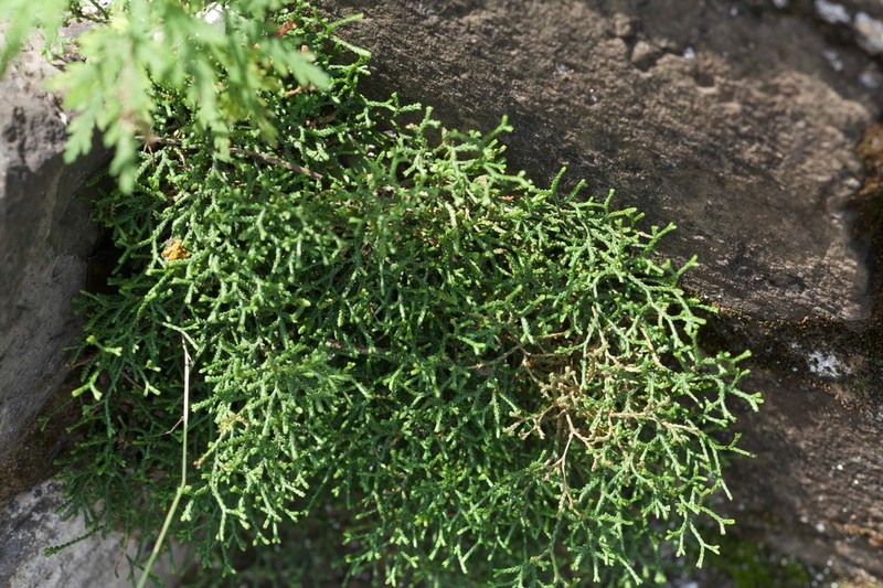Selaginella jacquemontii