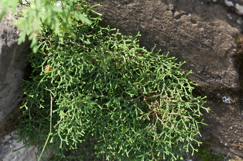 Selaginella jacquemontii photo 2